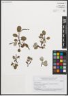 Foto von Salix reticulata L.
